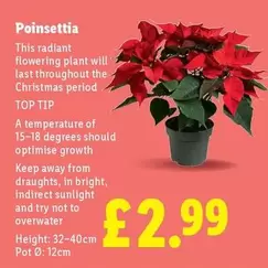 Poinsettia