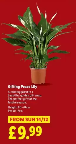 Sun - Gifting Peace Lily