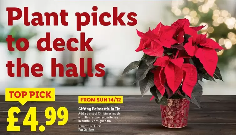 Halls - Gifting Poinsettia in Tin