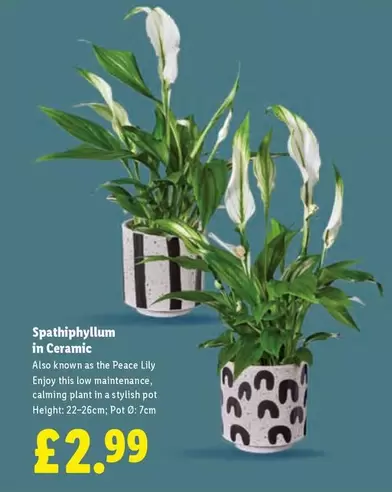 Spathiphyllum in Ceramic
