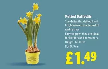 Potted Daffodils