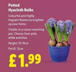 Potted Hyacinth Bulbs