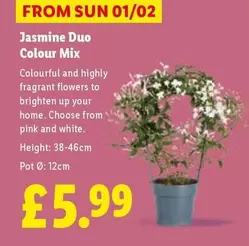 Sun - Jasmine Duo Colour Mix