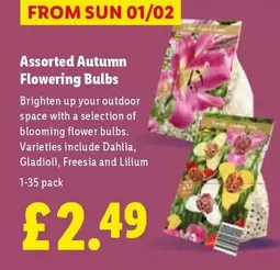 Sun - Assorted Autumn Flowering Bulbs