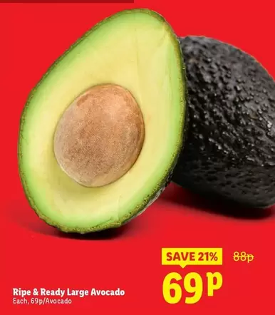 Large Avocado