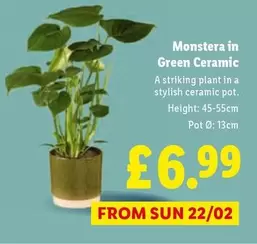 Sun - Monstera in Green Ceramic