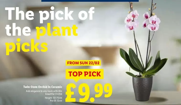 Sun - Twin Stem Orchid in Ceramic