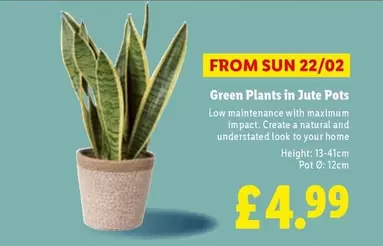 Sun - Green Plants in Jute Pots