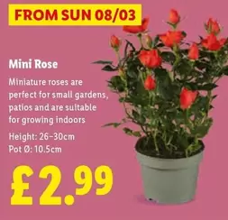 Sun - Mini Rose