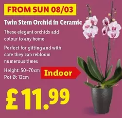 Sun - Twin Stem Orchid in Ceramic