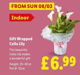 Sun - Gift Wrapped Calla Lily