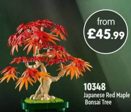 Japanese Red Maple Bonsai Tree