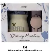 George - Blooming Marvellous