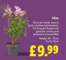 Lilac