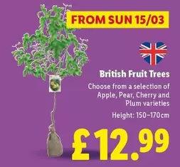 Sun - British Fruit Trees