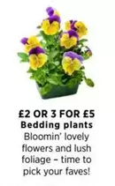 Lush - Bedding plants