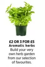 Aromatic herbs