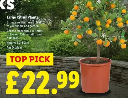 Large Citrus Plants