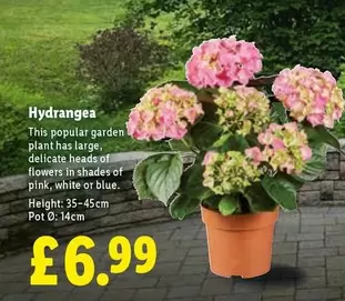 Hydrangea