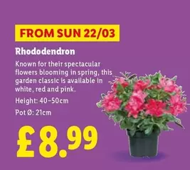Sun - Rhododendron