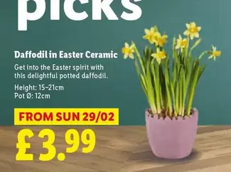 Sun - Daffodil in Easter Ceramic