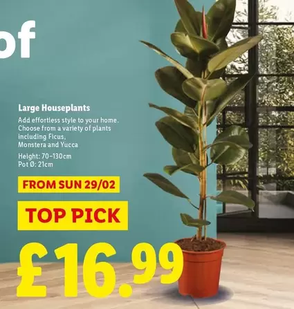 Sun - Large Houseplants