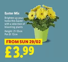 Sun - Easter Mix Blooming Plants