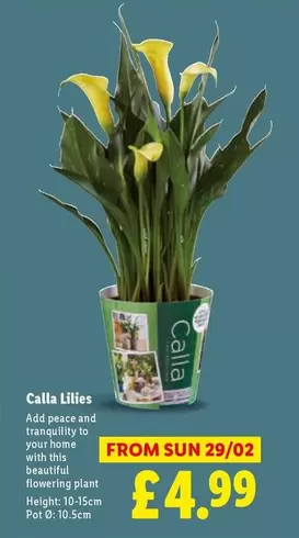 Sun - Calla Lilies