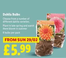 Sun - Dahlia Bulbs