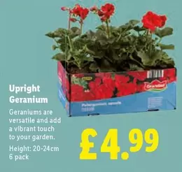 Upright Geranium
