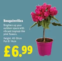 Bougainvillea