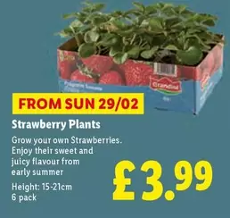 Sun - Strawberry Plants
