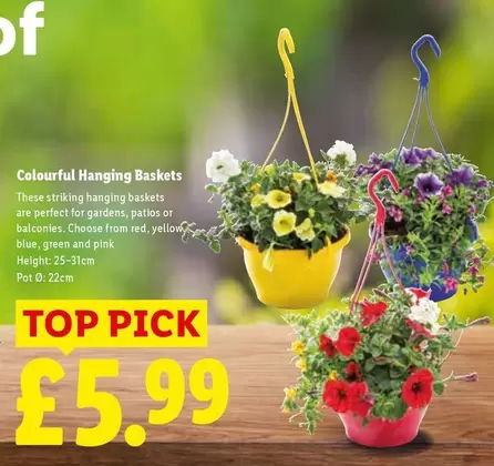 Colourful Hanging Baskets