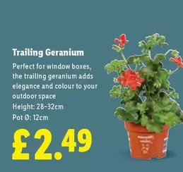 Trailing Geranium