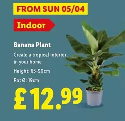 Sun - Banana Plant