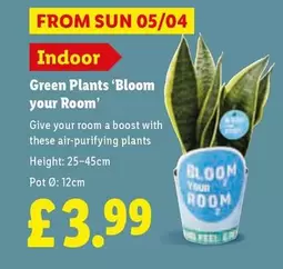 Sun - Green Plants 'Bloom your Room'