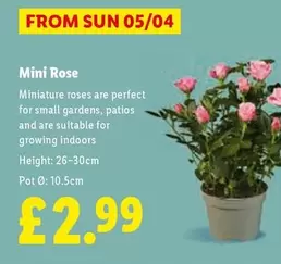Sun - Mini Rose