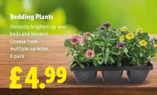 Bedding Plants