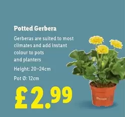Potted Gerbera