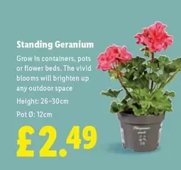 Standing Geranium