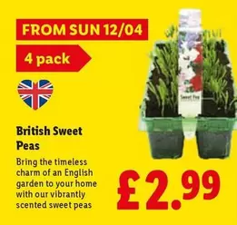 Sun - British Sweet Peas