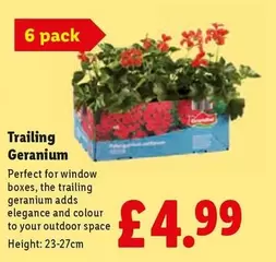 Trailing Geranium