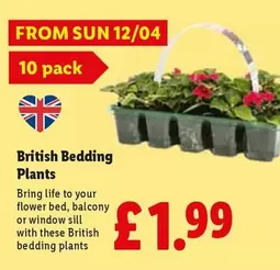 Sun - British Bedding Plants