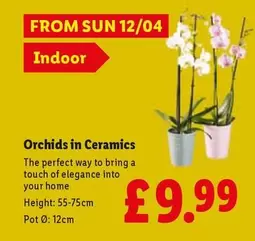 Sun - Orchids in Ceramics