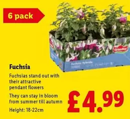 Fuchsias