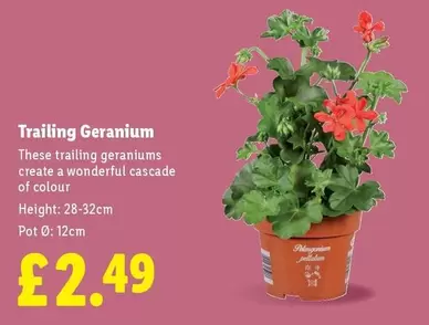 Trailing Geranium