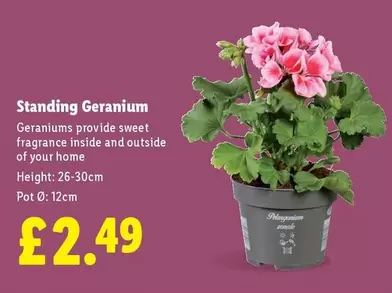 Sweet - Standing Geranium