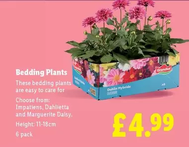 Daisy - Bedding Plants