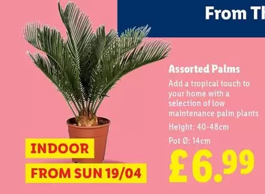 Sun - Assorted Palms