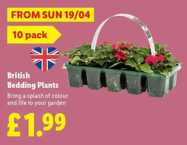Sun - British Bedding Plants